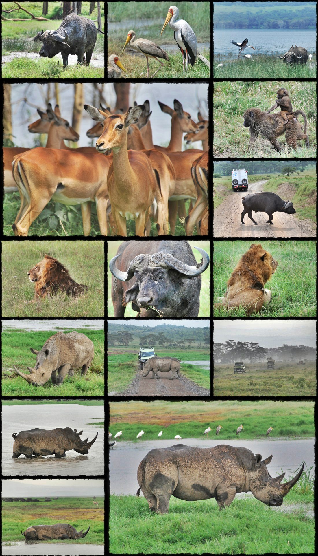 kenya, tanzania, serengeti, nakuru, nakuru lake, manyara, masai mara