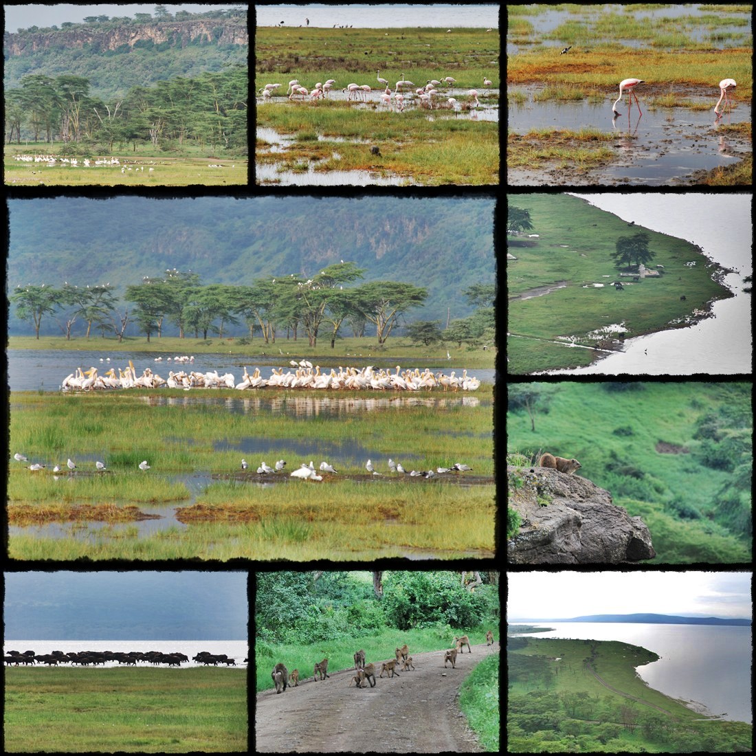 kenya, tanzania, serengeti, nakuru, nakuru lake, manyara, masai mara