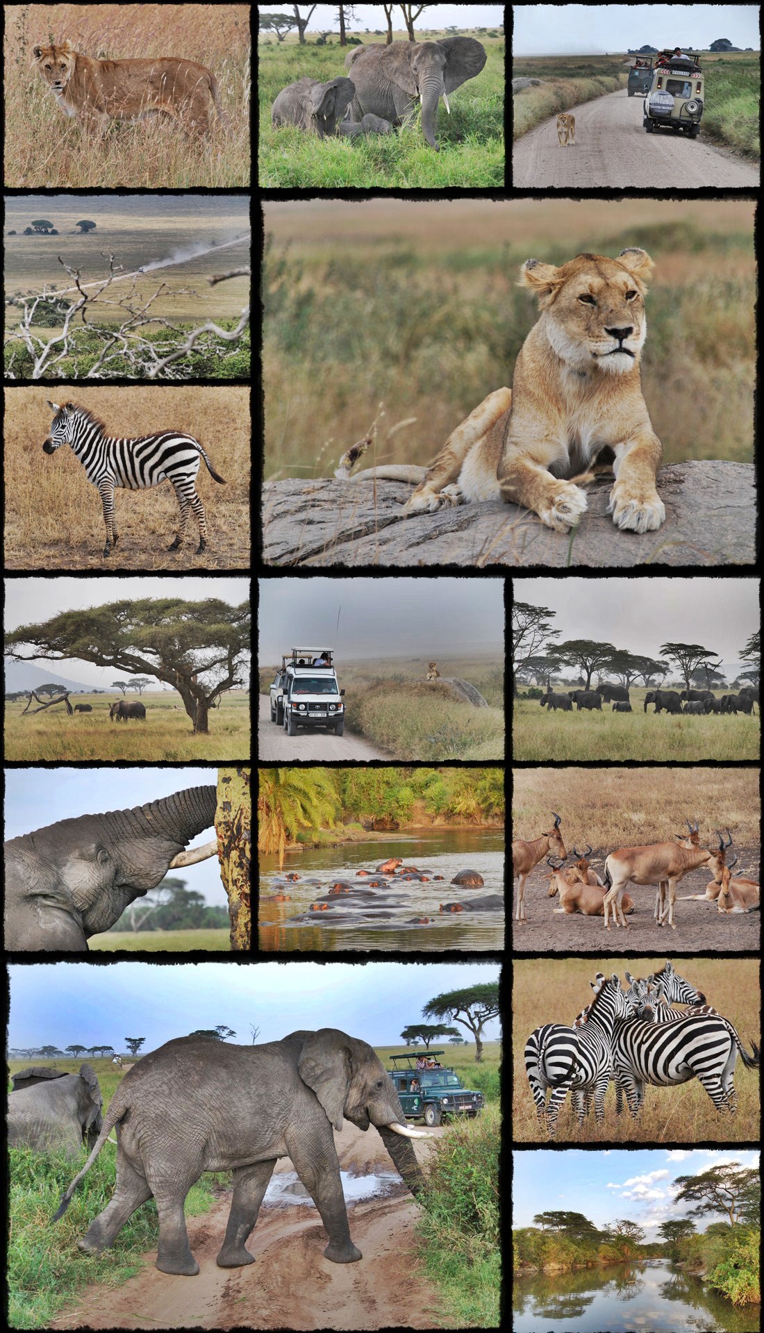 kenya, tanzania, serengeti, nakuru, nakuru lake, manyara, masai mara