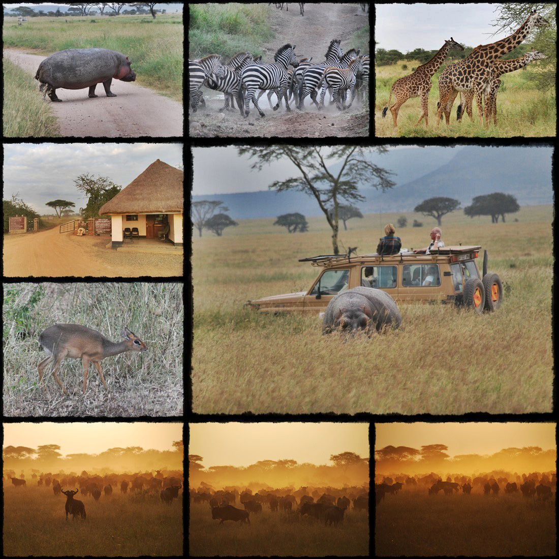 kenya, tanzania, serengeti, nakuru, nakuru lake, manyara, masai mara