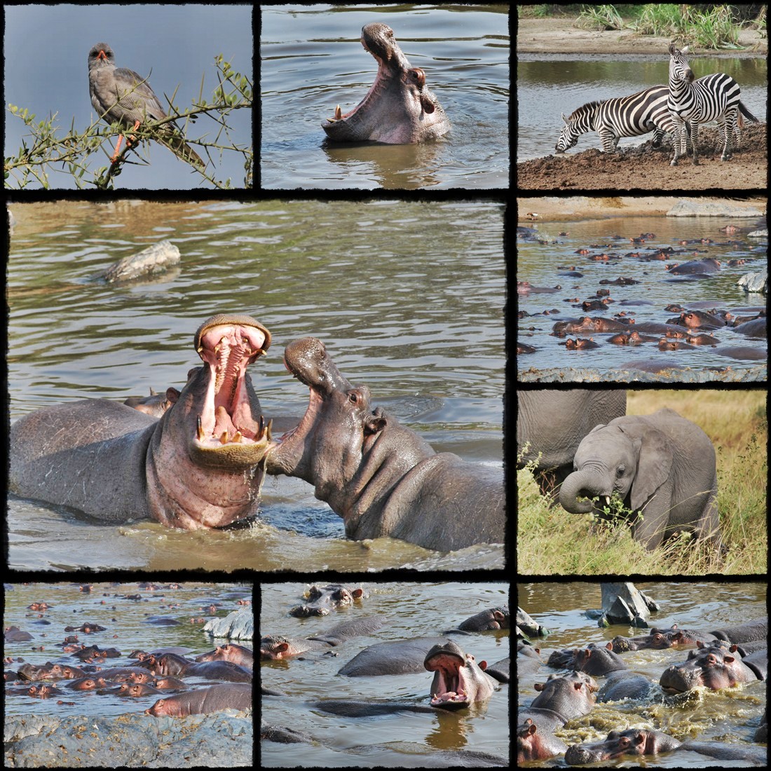 kenya, tanzania, serengeti, nakuru, nakuru lake, manyara, masai mara