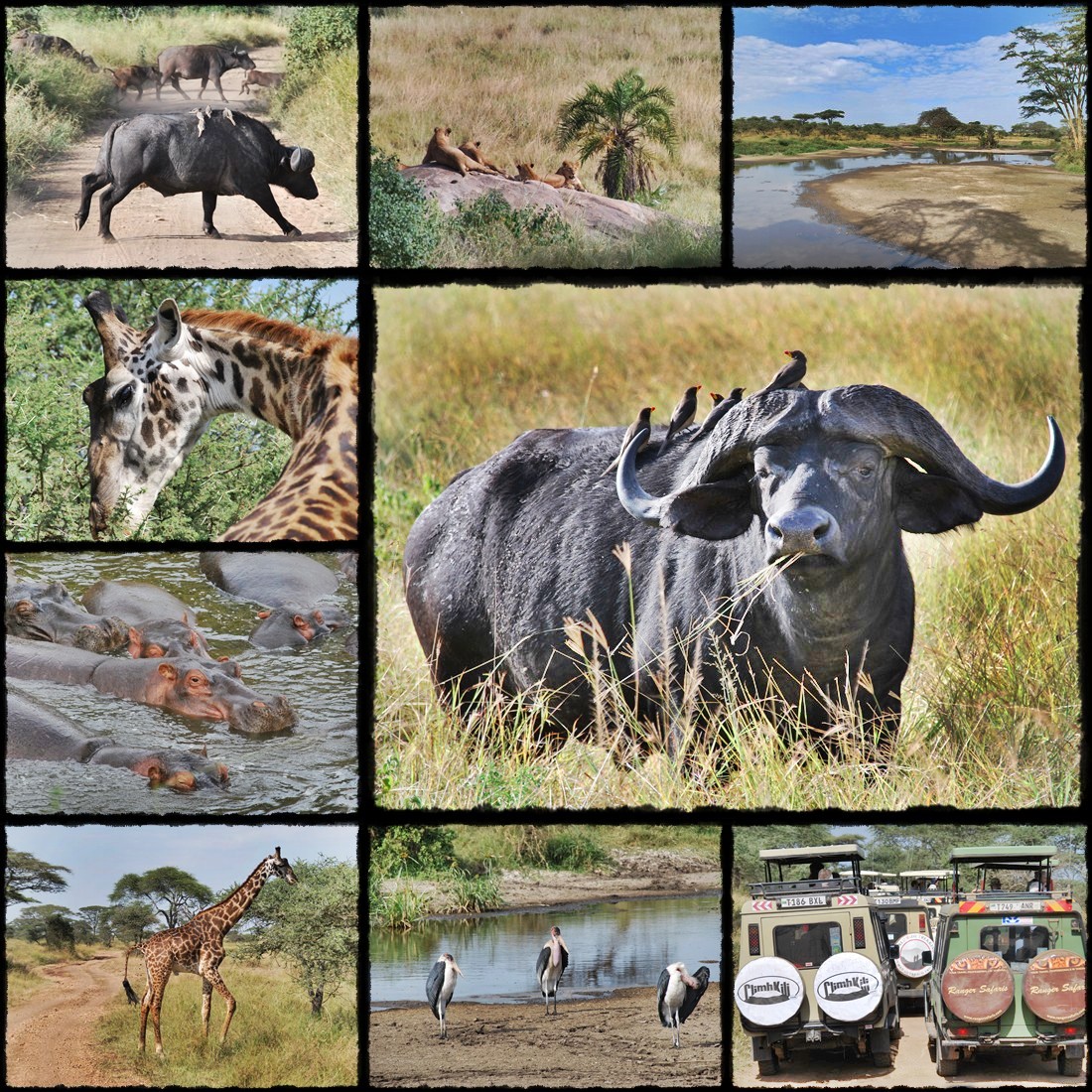 kenya, tanzania, serengeti, nakuru, nakuru lake, manyara, masai mara