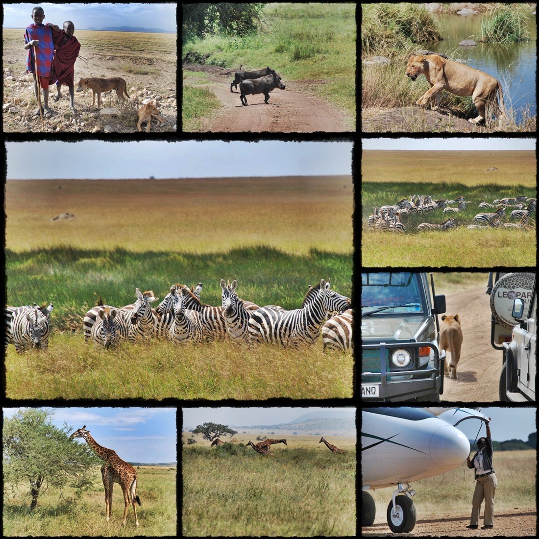 kenya, tanzania, serengeti, nakuru, nakuru lake, manyara, masai mara