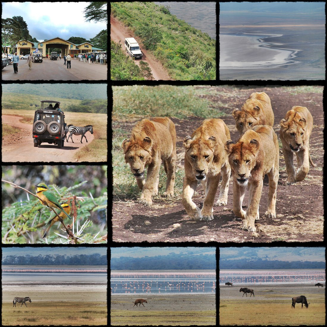 kenya, tanzania, serengeti, nakuru, nakuru lake, manyara, masai mara