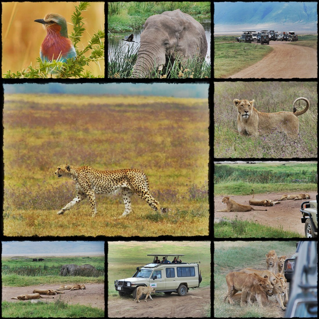 kenya, tanzania, serengeti, nakuru, nakuru lake, manyara, masai mara