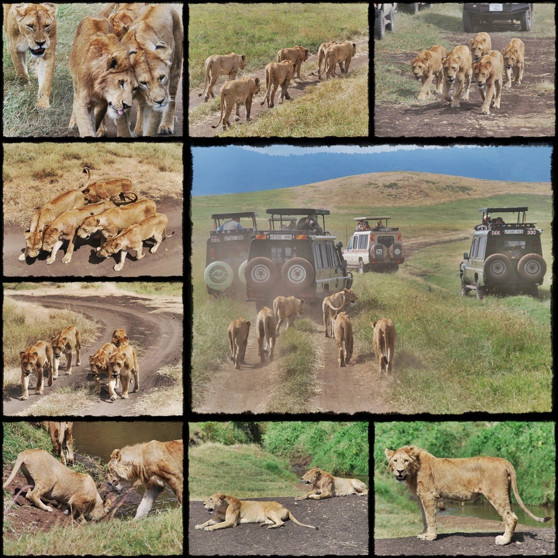 kenya, tanzania, serengeti, nakuru, nakuru lake, manyara, masai mara
