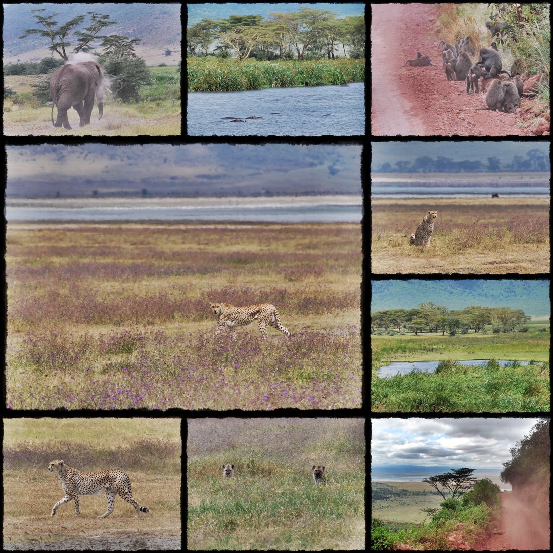 kenya, tanzania, serengeti, nakuru, nakuru lake, manyara, masai mara