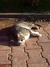 Alanya cat