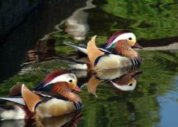 Schnbrunn duck