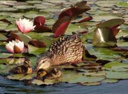 Schnbrunn ducks