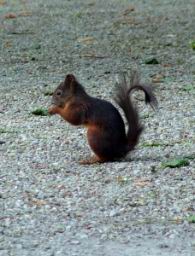 Schnbrunn squirell