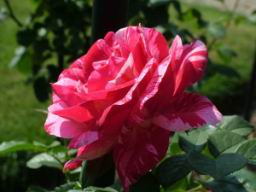 Schnbrunn Rose Garden