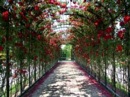 Schönbrunn rose corridor