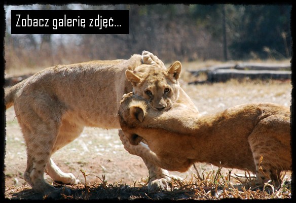 lion park, park lwow, parco dei leoni