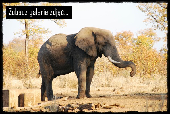 Park Narodowy Krugera, kruger national park, sud africa, south africa, rpa, republika poludniowej afryki