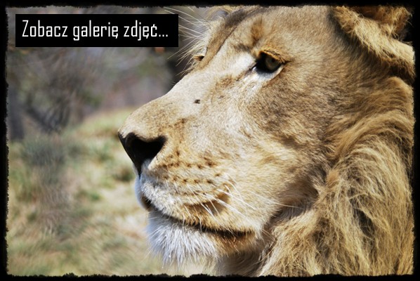 moholoholo rehabilitation centre, olifants river cruise, lew, leone, lion