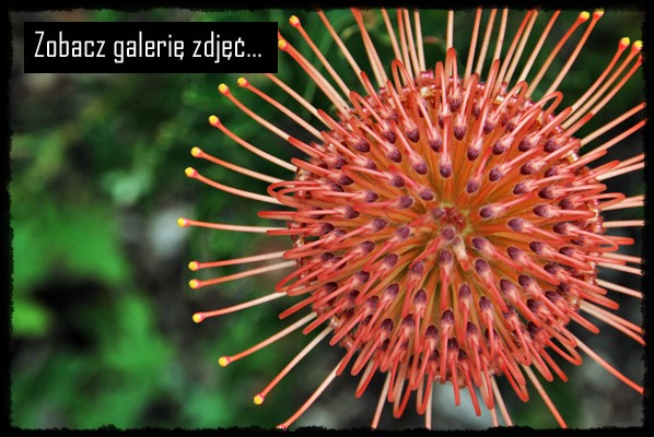Ogrody botaniczne Kapsztadu,  Kirstenbosch National Botanical Gardens, G�ra Sto�owa, table mountain, cape town, citta del capo, cape town botanical garden, protea, proteas, rpa, republika poludniowej afryki